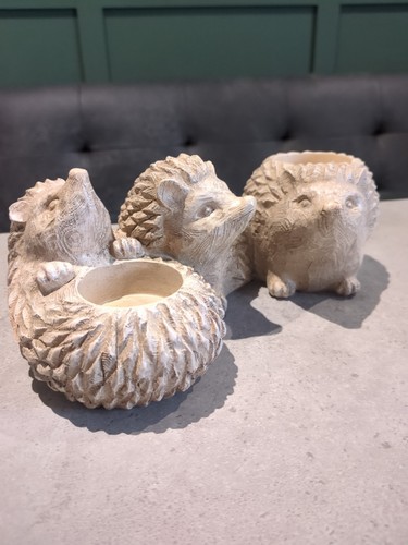 Next harry the hedgehogs - next,