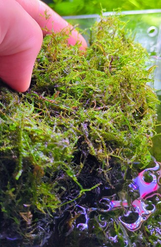 Java moss 10g shrimp safe - -,