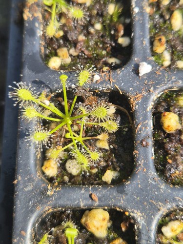 Drosera intermedia all - drosera,