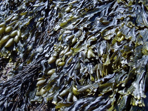 Fresh dried organic - fresh,