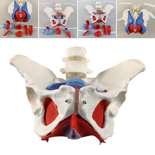 Female pelvis model life size - model,