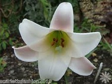 Lilium formosanum Formosa Lily