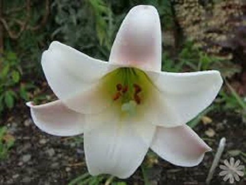 Lilium formosanum formosa lily - lilium,