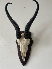 Beautiful African Springbok