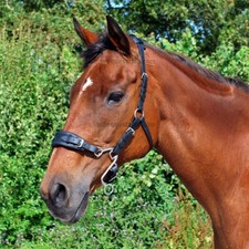 Little S Hackamore Bitless