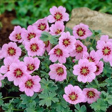 Geranium Rothbury Gem Cranesbill Compact Deciduous Pink Flowering Garden Shrub
