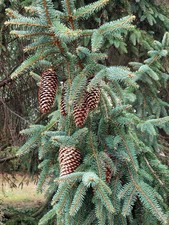 25 -35 BEAUTIFUL SWISS LONG