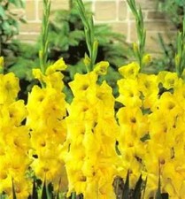 12 x Yellow GLADIOLI Nova Lux