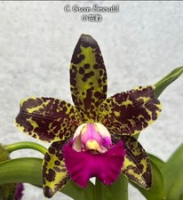 LAST 4! Cattleya Green Emerald Orchid Plant