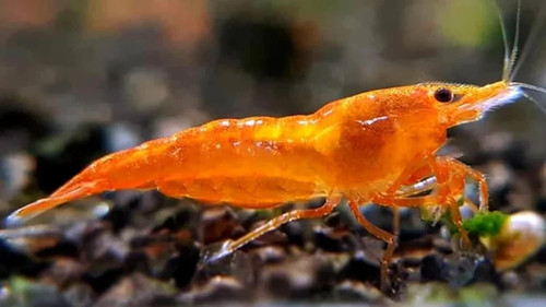 Live pumpkin orange shrimp - 10,