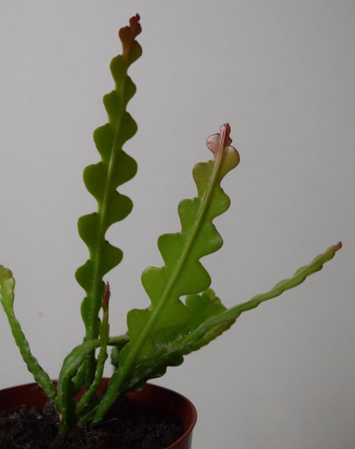 Fishbone cactus epiphyllum - fishbone,