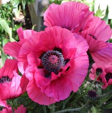 Poppy 'Raspberry Queen' -