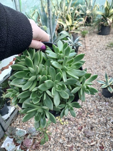 Large agavoides multi head - large,