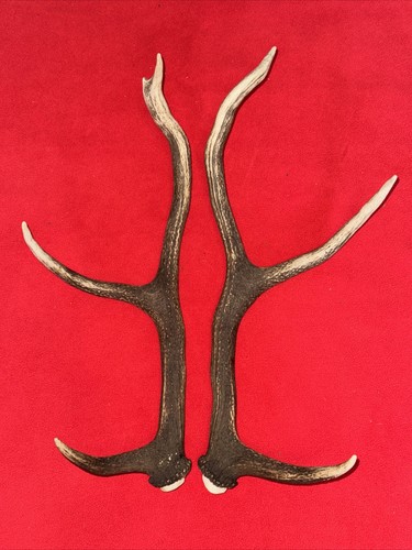 Pair red deer antlers - of,