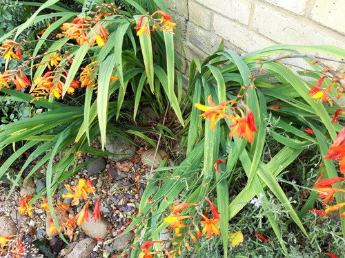 Red orange crocosmia - 10, /