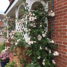 Perennial Blush - 5.5lt Potted Repeat Rambling Garden Rose - White With Pink Hue