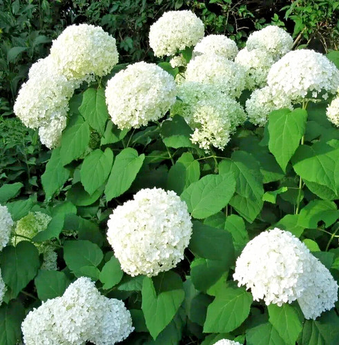 Hydrangea annabelle shrub in - annabelle,,