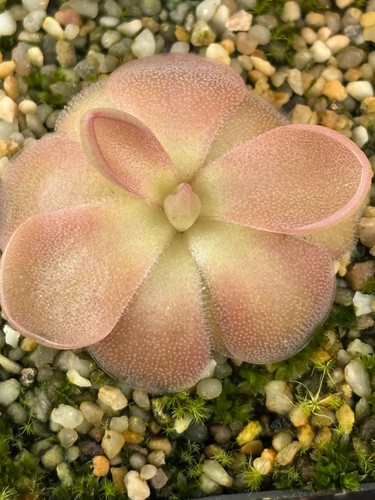 Pinguicula ehlersiae alba - alba, x