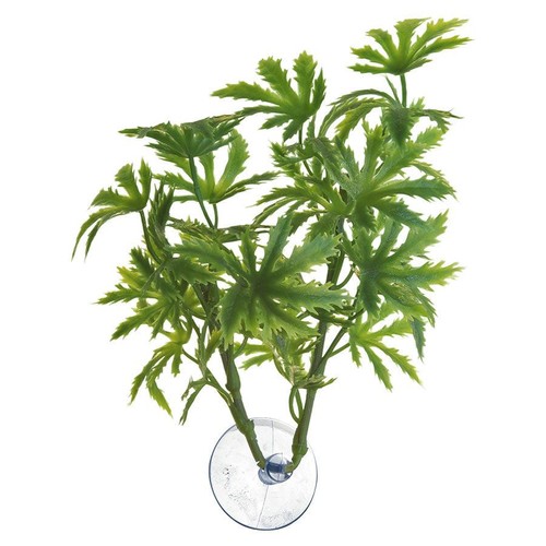 Zoo med amazonian phyllo - med,