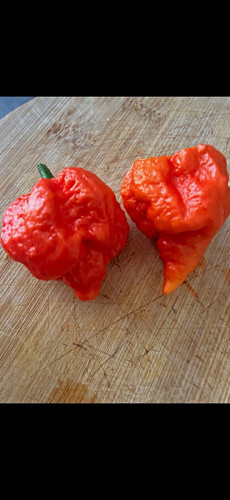 10x trinidad scorpion chill - trinidad,