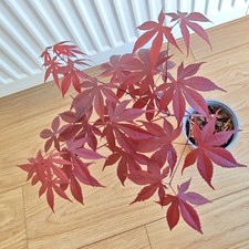 Acer Palmatum Fireglow