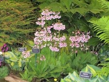 PRIMULA JAPONICA MIX' -