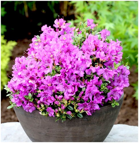 Litre dwarf rhododendron - litre, |