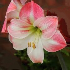 Amaryllis Apple Blossom. A