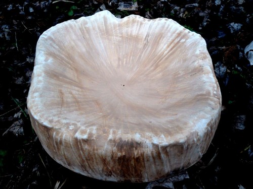 Birdbath top mold concrete