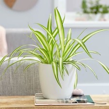 Spider plant (Chlorophytum comosum) in 7cm black pot.