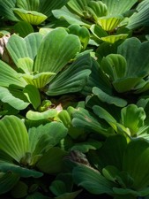 XL-TOP Quality Dwarf Water Lettuce (Pistia Stratiotes)Best Floating Pond Plants