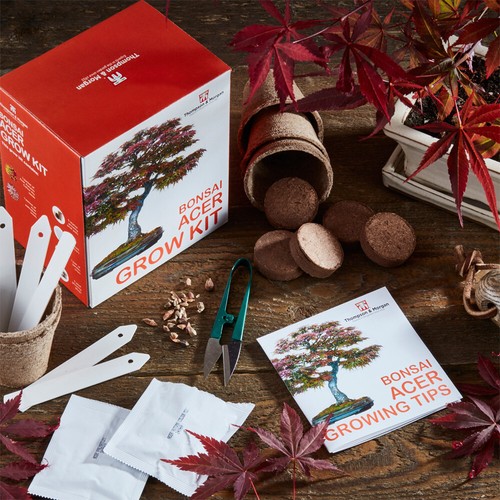 Bonsai acer growing kit - t&m,