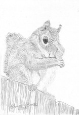 Squirrel (Thinking, oh boy!)