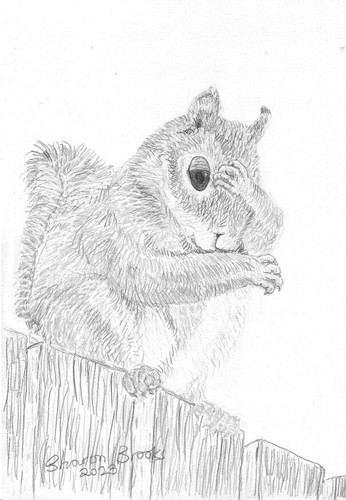 Squirrel - , (thinking,