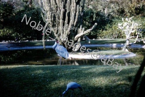 1961 parrot jungle white - 1961,