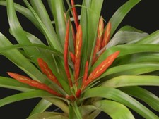 Tillandsia flabellata rubra Live air plant bioactive natural house vivarium