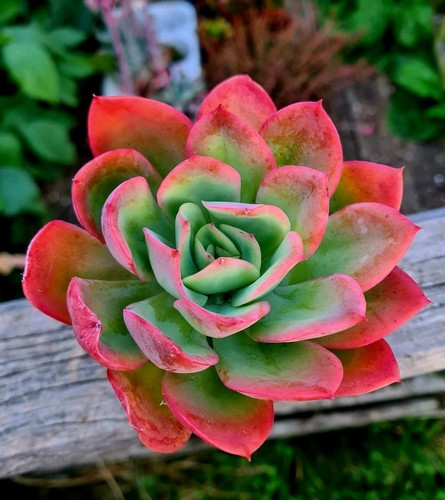 Echeveria luella pink - luella, |