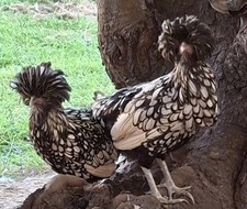 Polish hatching - -,
