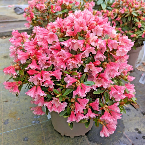 Rhododendron wee bee 3ltr - rhododendron,