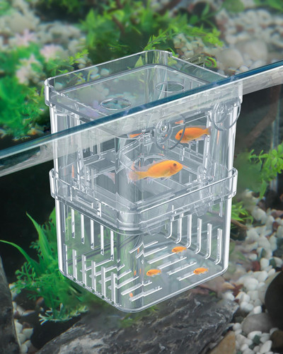 Pawfly aquarium fish breeding - pawfly,