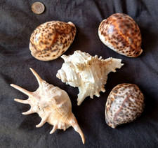 JOBLOT OF 5 LARGE SEA SHELLS + FAST & FREE POSTAGE