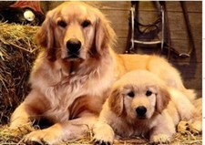 DIY Paint by Numbers for