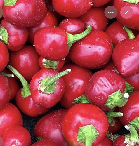 Cherry bomb chilli - x,