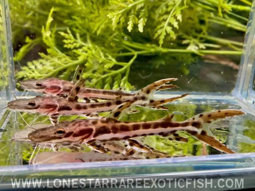 Tiger shovelnose catfish - tiger,
