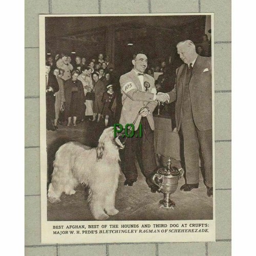 Crufts major pede - crufts,
