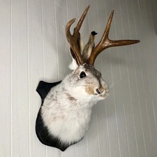 Animal-Wall Sculpture