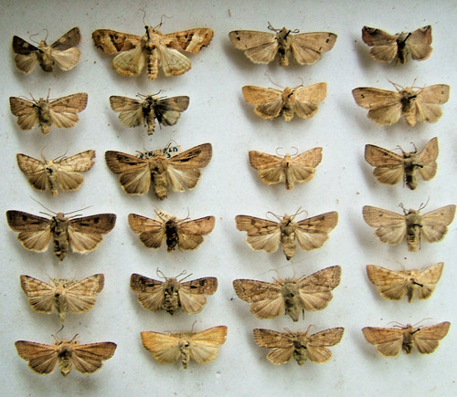 Vintage british moths of - vintage,