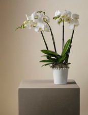 Kelly Hoppen Orchid in Ceramic