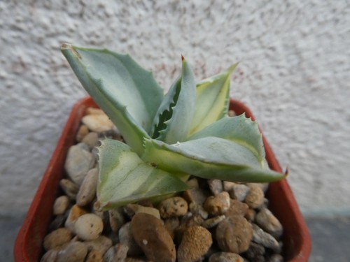 Agave isthmensis ohi - agave, rajin