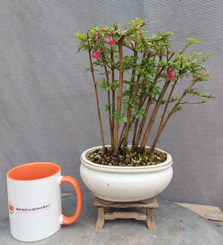 Micro fuchsia group planting - micro,